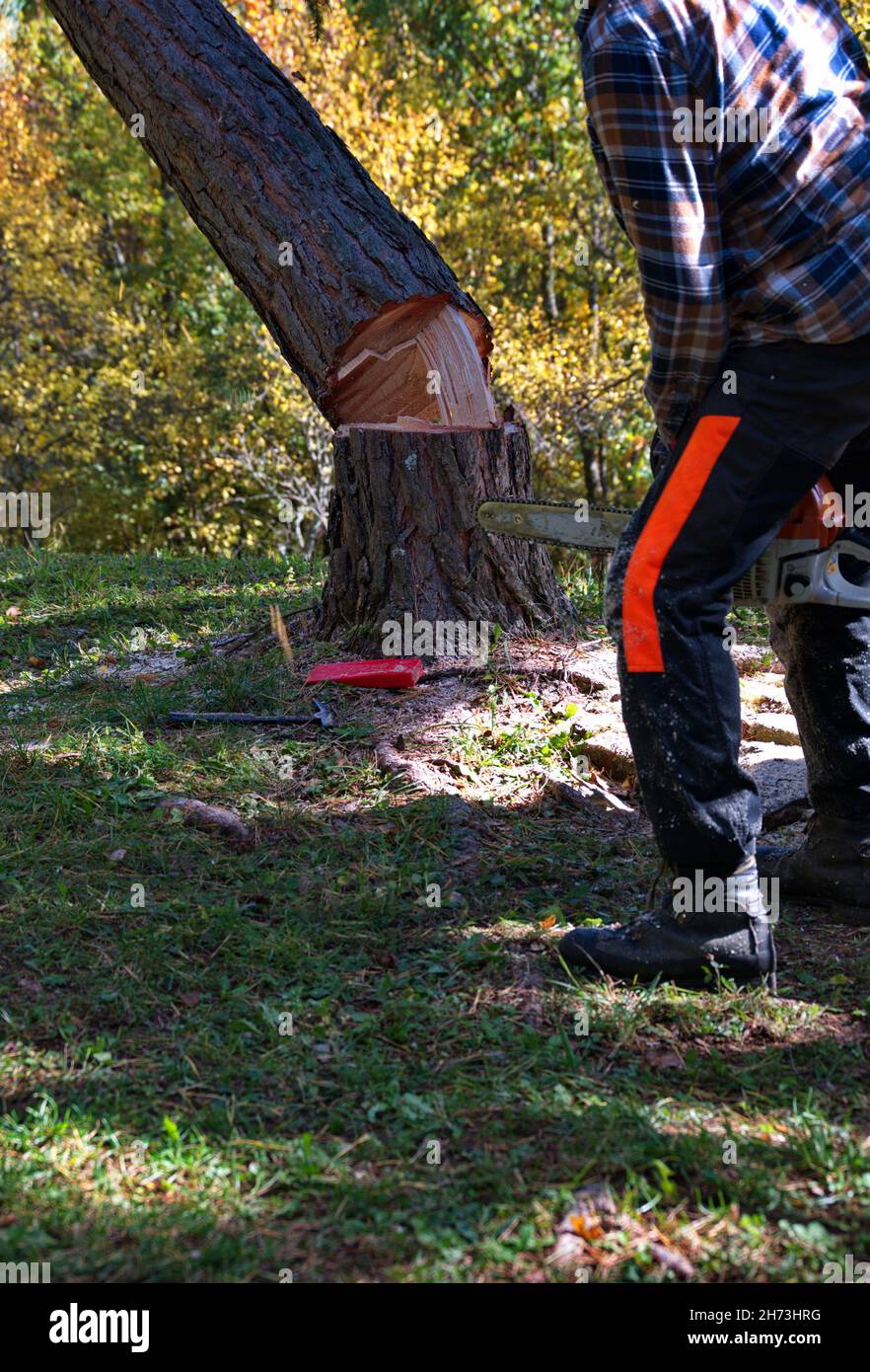 Arborist cutting a tree with chainsaw Stock Photo Alamy
