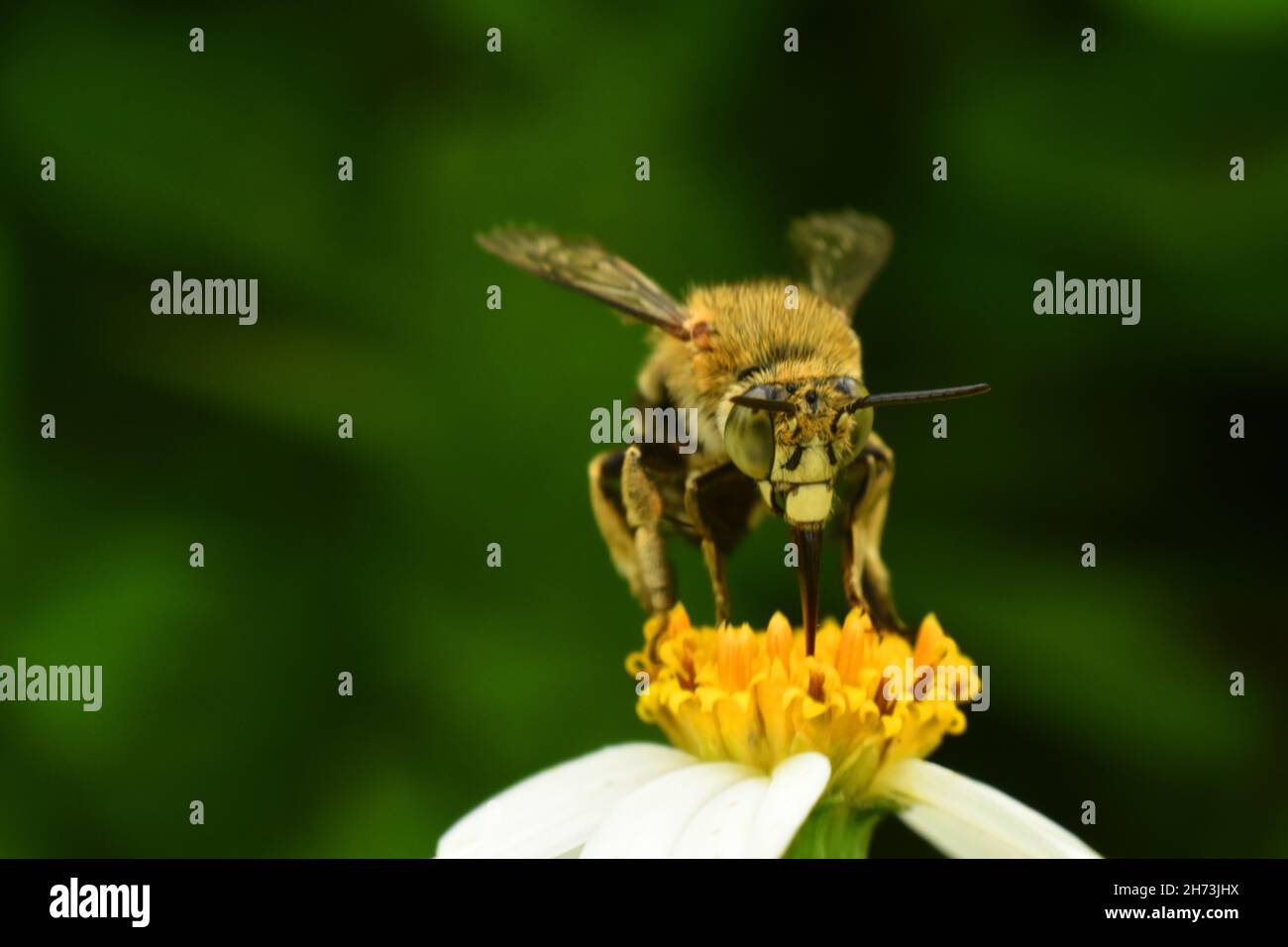 Close up photo of Blue banded bee perched on flower. Amegilla cingulata. Stock Photo
