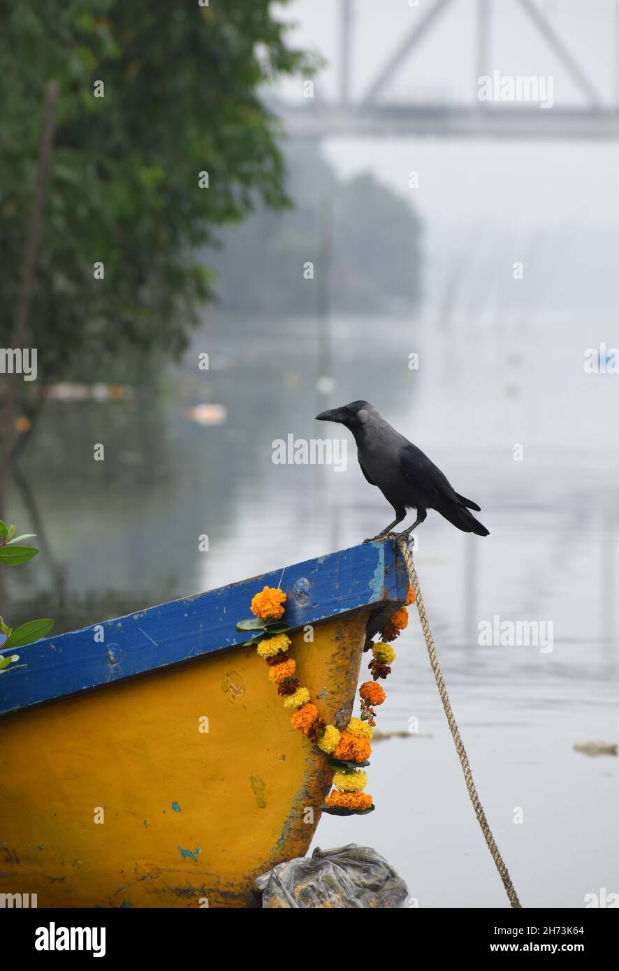 Crow perched on a garlanded boat in Ulhas creek near combivli Stock Photo