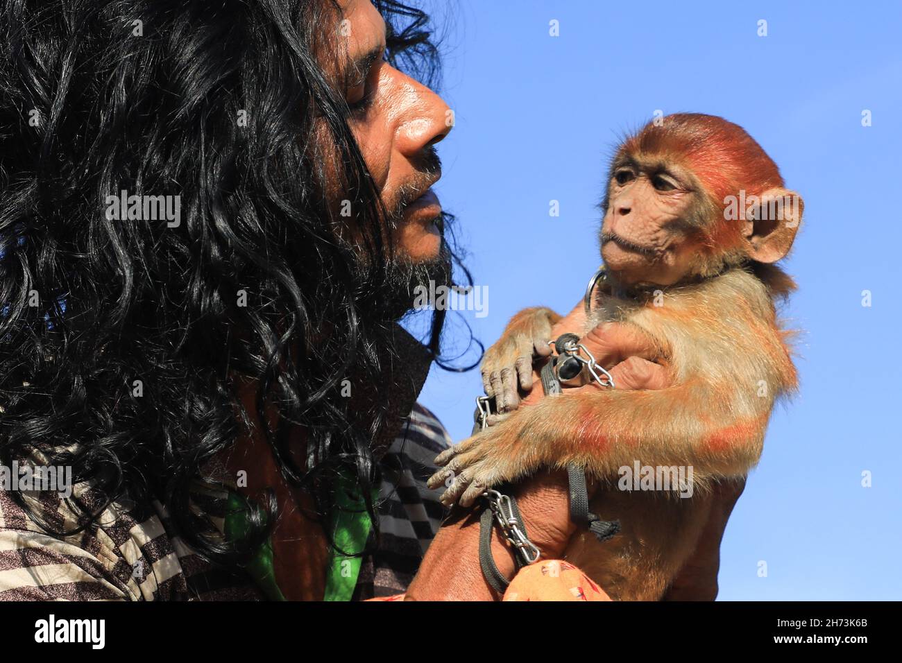Monkey hill images hi-res stock photography and images - Alamy