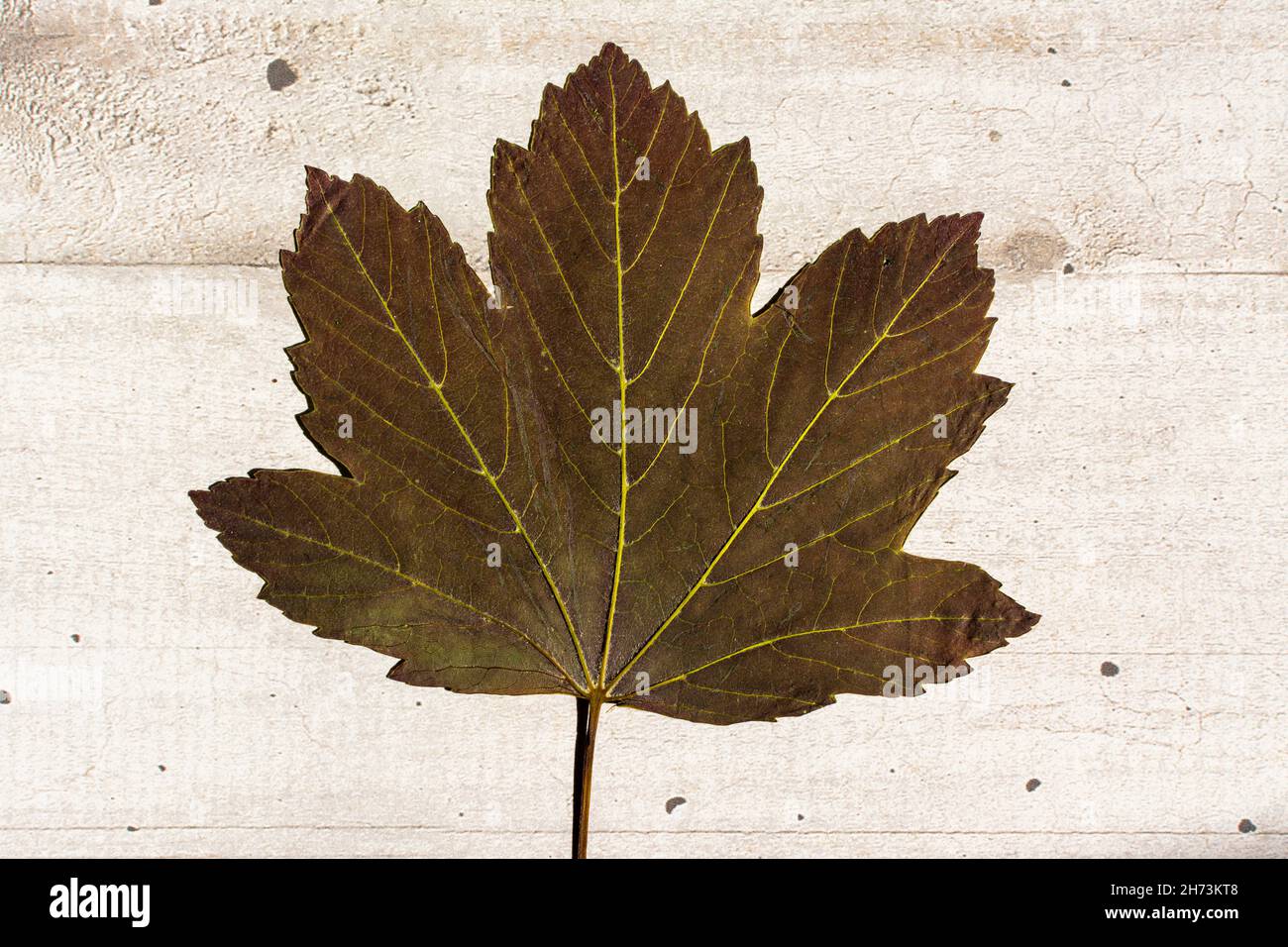 A close-up of a dried  leaf resting on a textured surface showcasing its intricate veins and natural decay Stock Photo