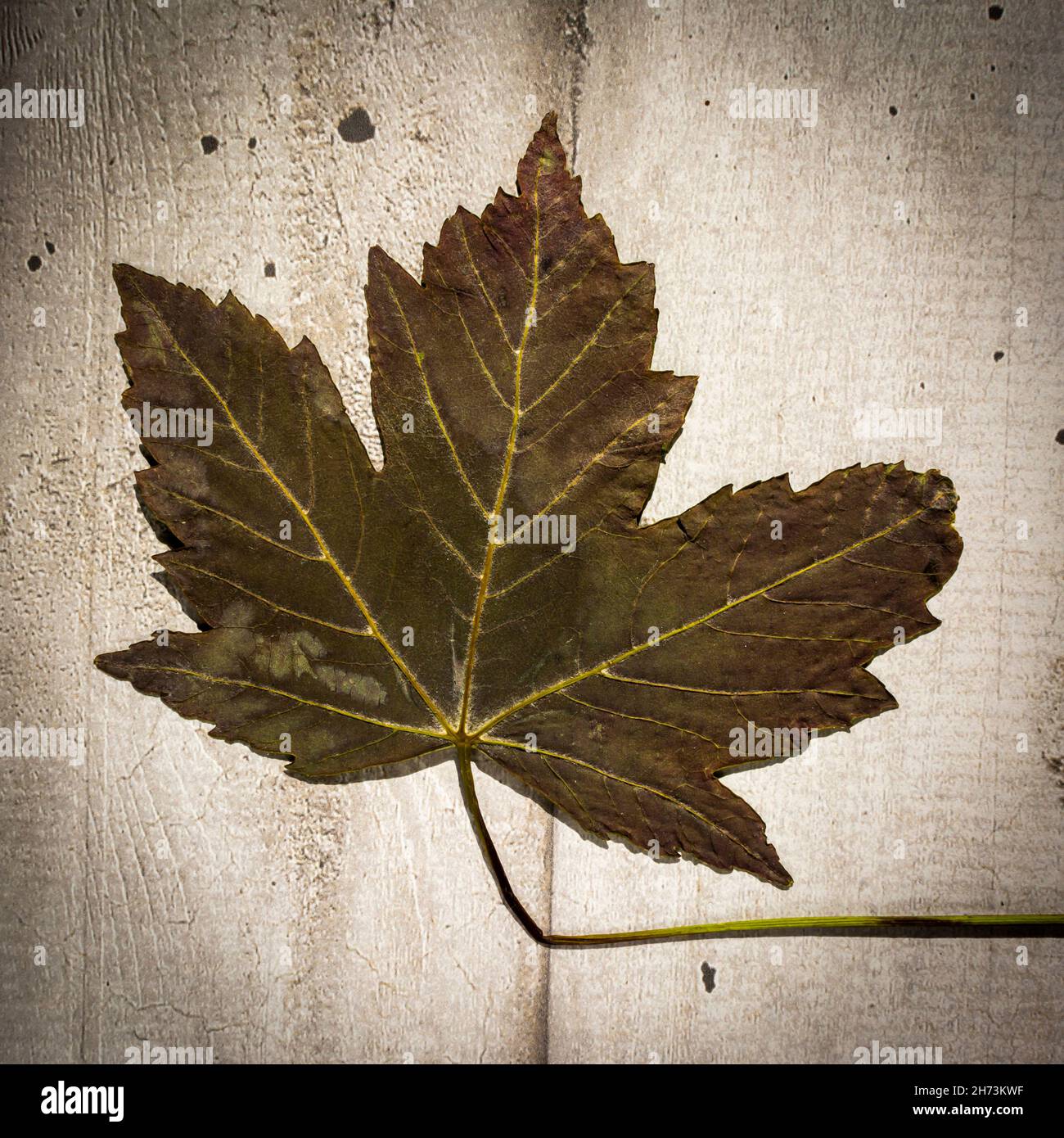 Autumnal leaves on a wooden board Stock Photo