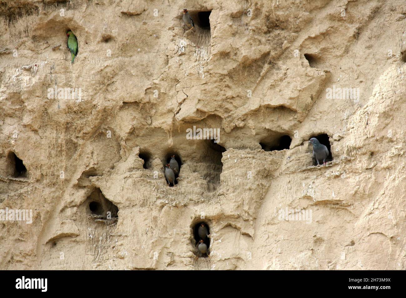 Mud cliff with nest burrows of various bird species (pix SShukla