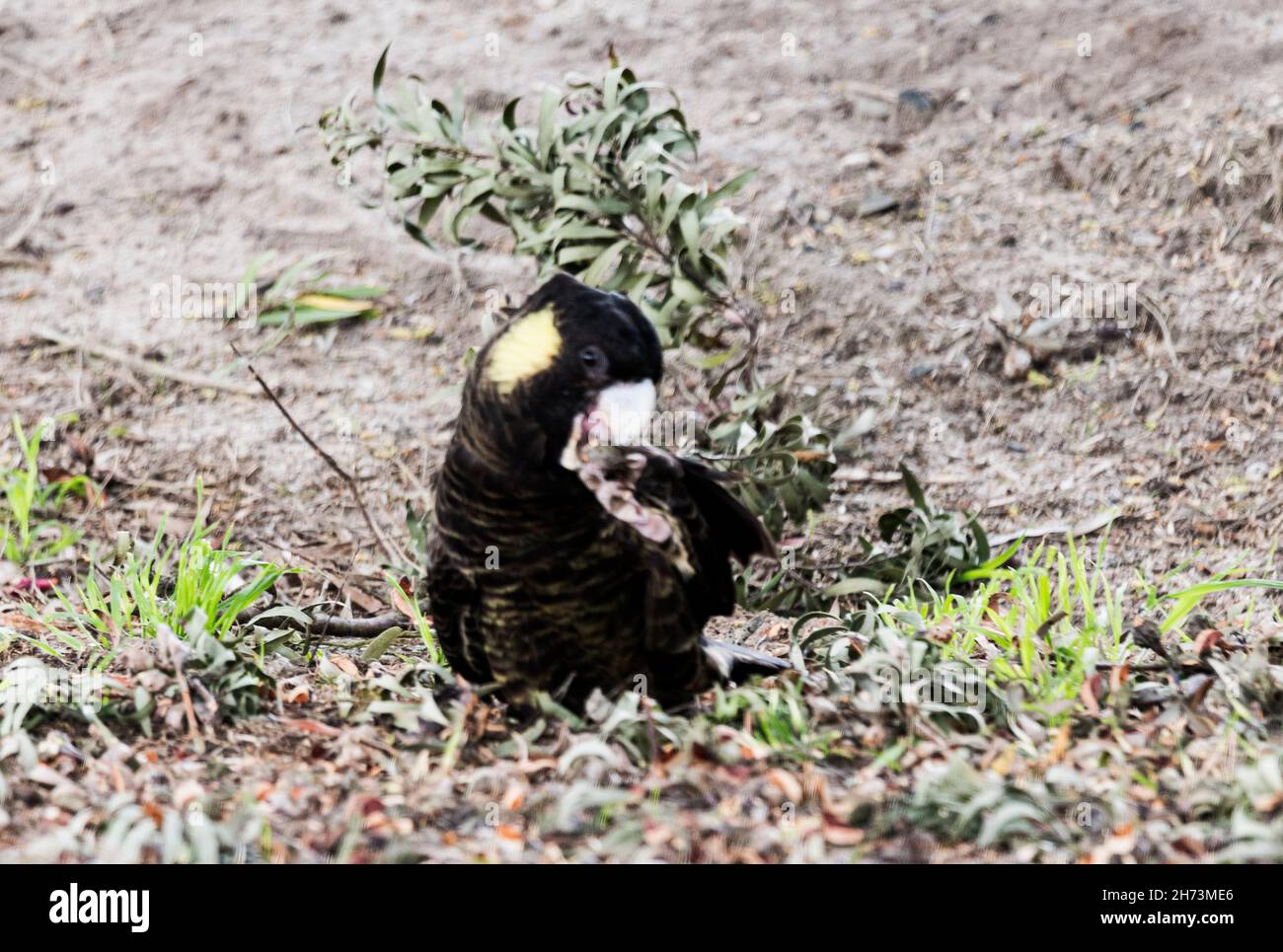 Yellowtailed black cockatoo eating a nut Stock Photo Alamy