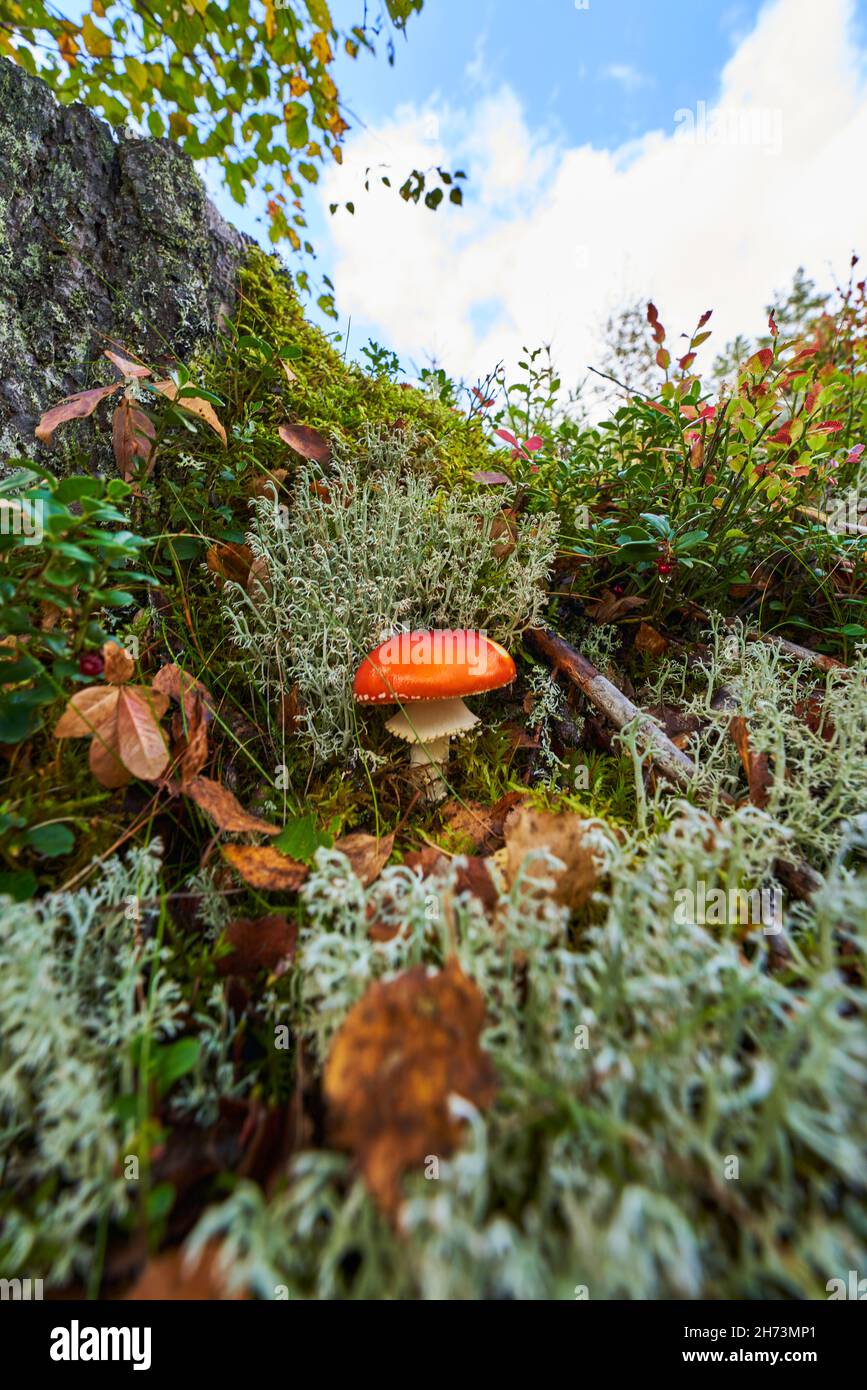Fairy tale colorful image. Toxic mushroom. White-dotted red mushroom in the atmospheric autumn light Stock Photo