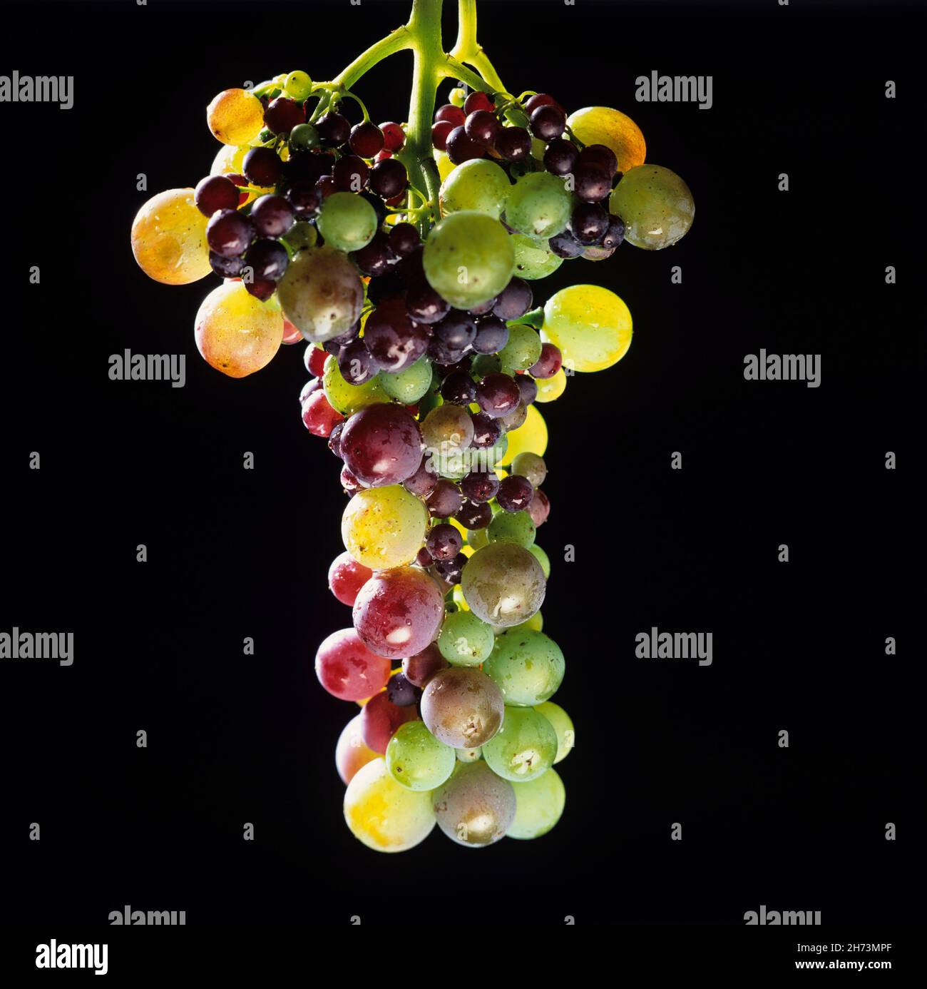 Bunch of  multicolored grape on black background Stock Photo