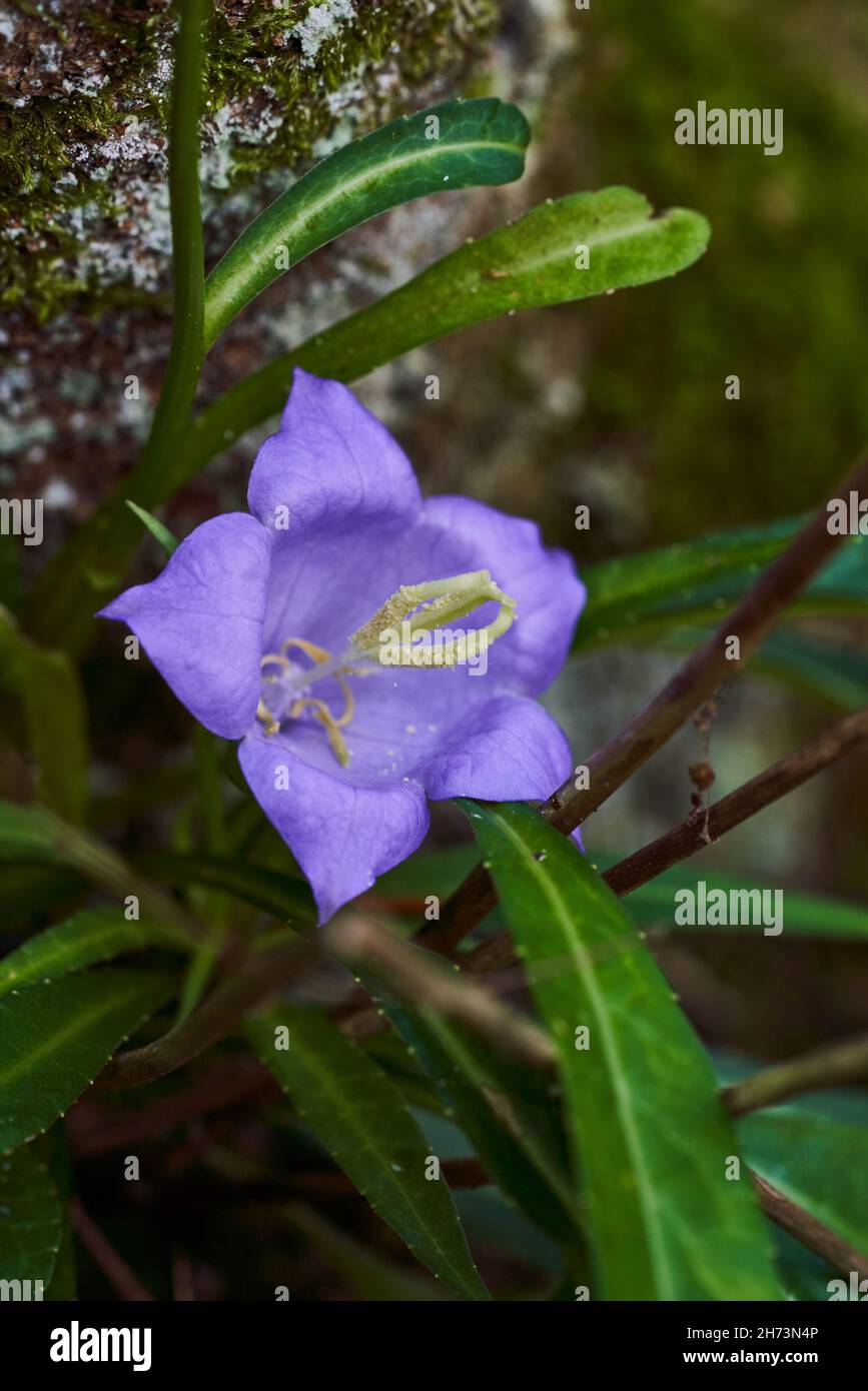 A Macro shot of a Campanula rotundifolia or bellflower at a birch tree in summer Stock Photo