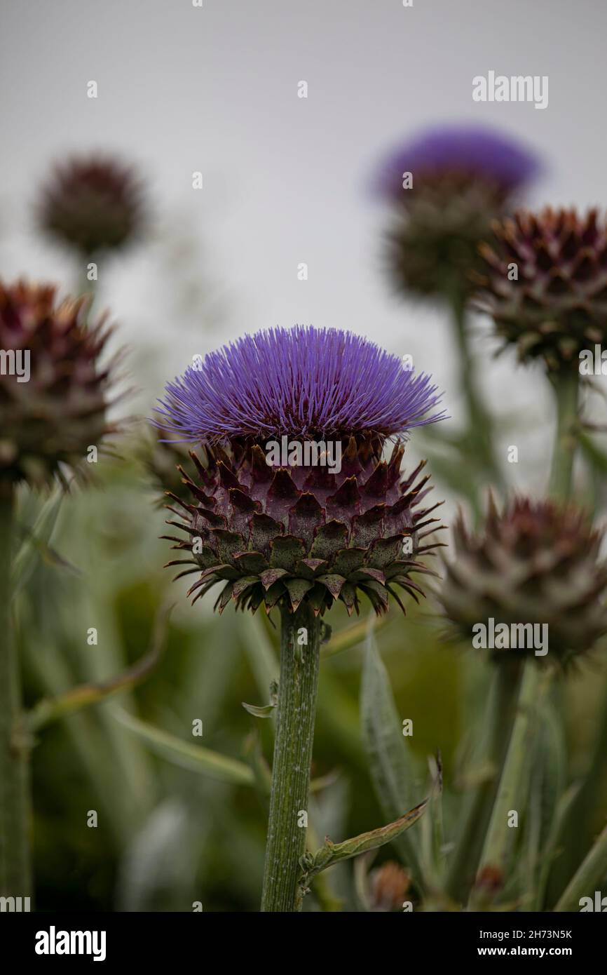 Closeup of flower of Globe Artichoke (Cynara cardunculus) in summer in