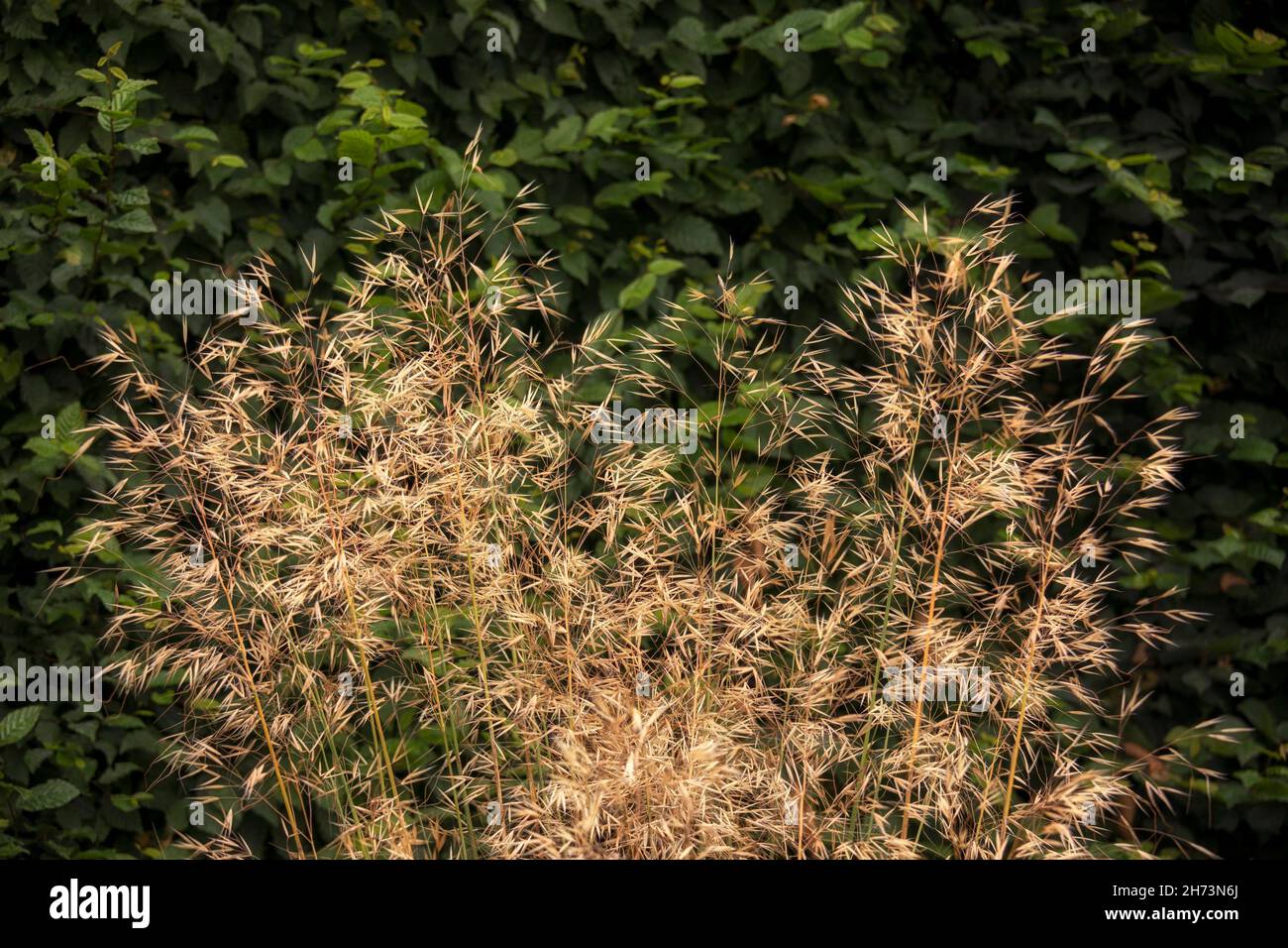 Clump of Stipa gigantea grass in a garden in summer Stock Photo