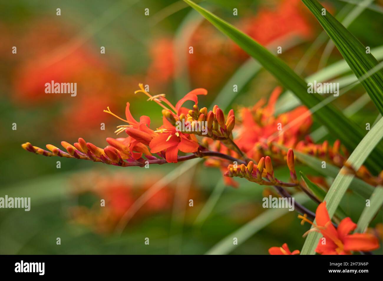 Closeup of Crocosmia 'ellenbank skylark' in garden in summer Stock Photo