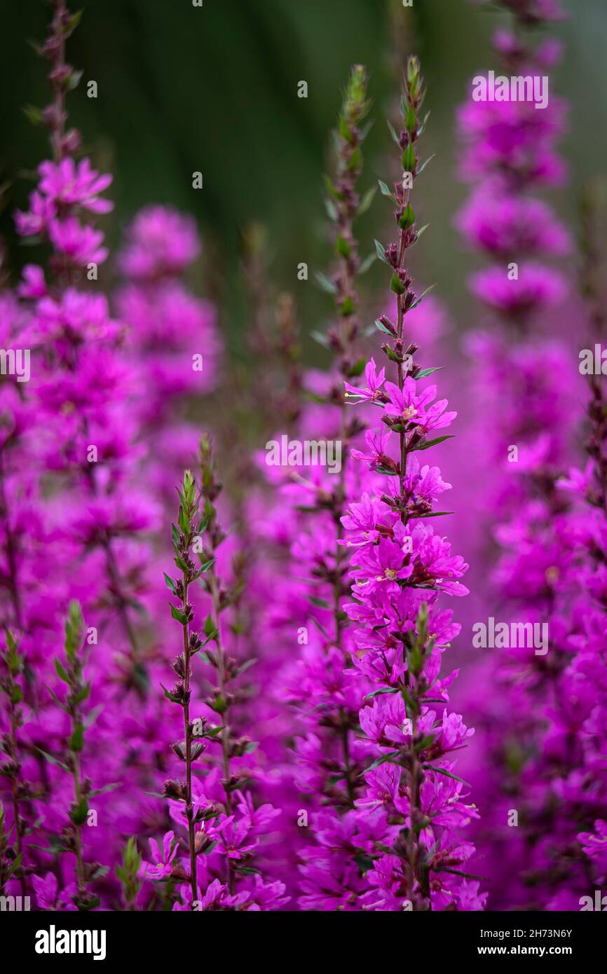 Close up of flowers of Lythrum virgatum 'Dropmore Purple'  in summer Stock Photo
