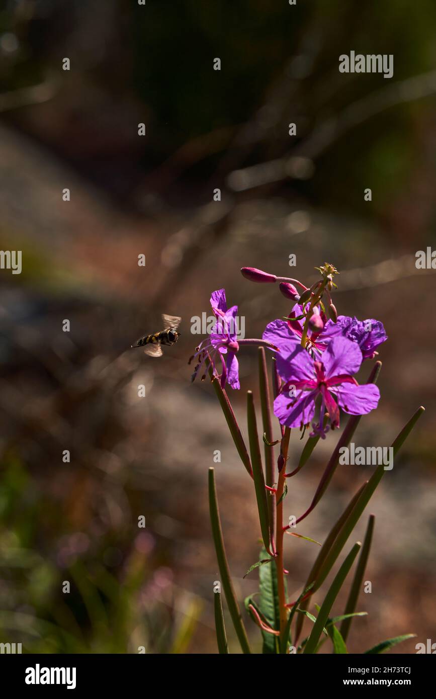 The wild medicinal plant. Fireweed. Epilobium angustifolium. Chamerion angustifolium. Bee on the flower, collecting nectar. Shallow depth-of-field. Stock Photo