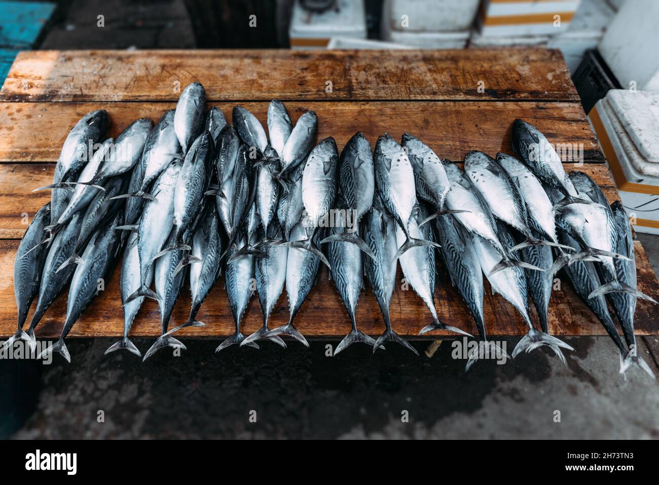 sell marine fish