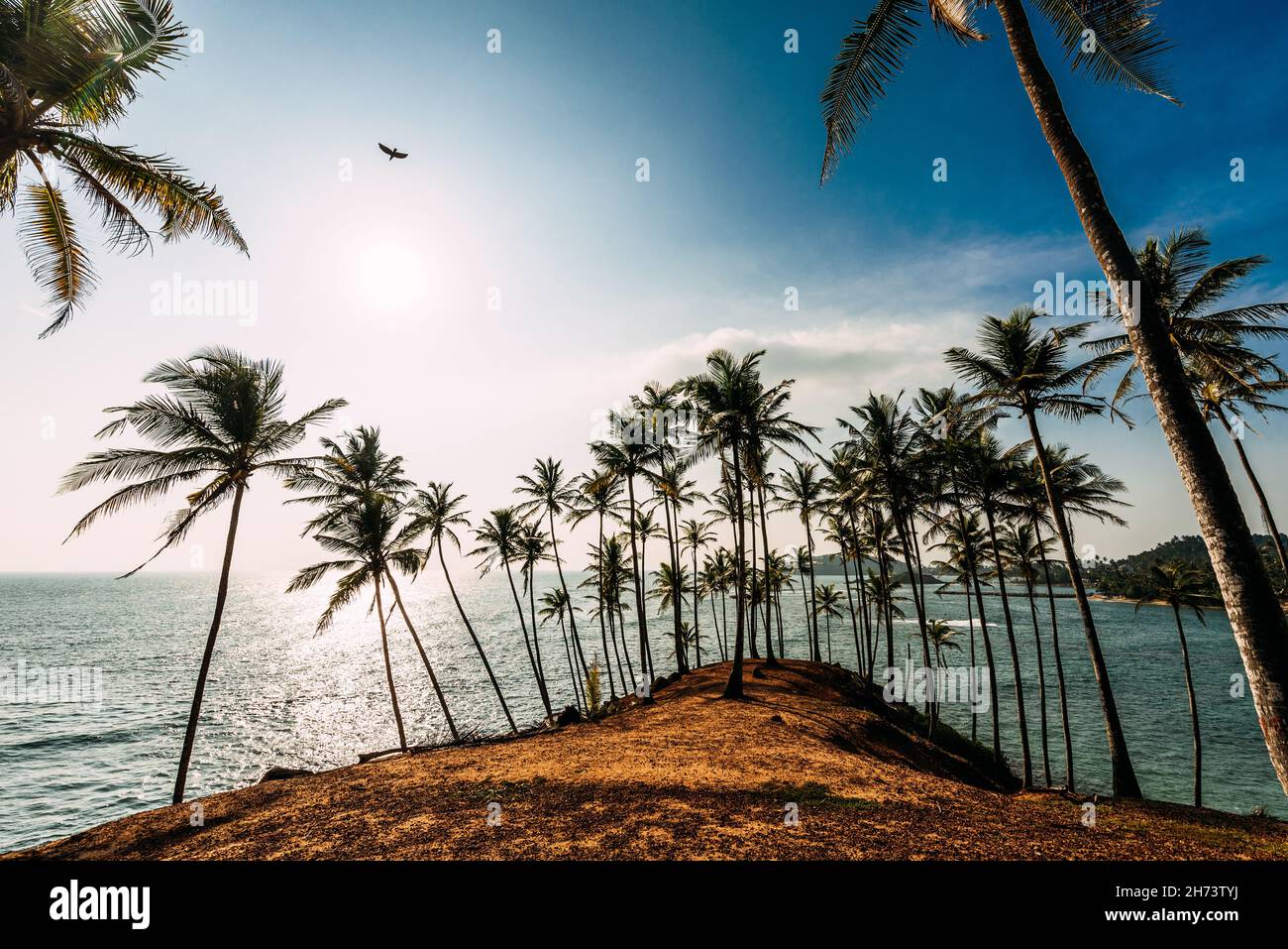 Cape by the ocean. Sea sunset. The dawn of the sea. Landscapes Of Asia. Landscapes of Sri Lanka. Palm trees on the beach. Palm trees at sunset. Beauti Stock Photo