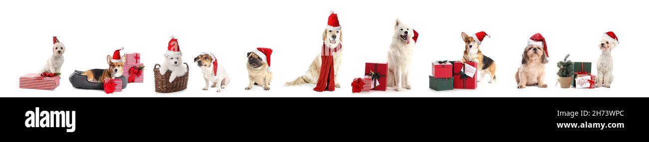 Cute dogs with Santa hats and gifts on white background Stock Photo - Alamy