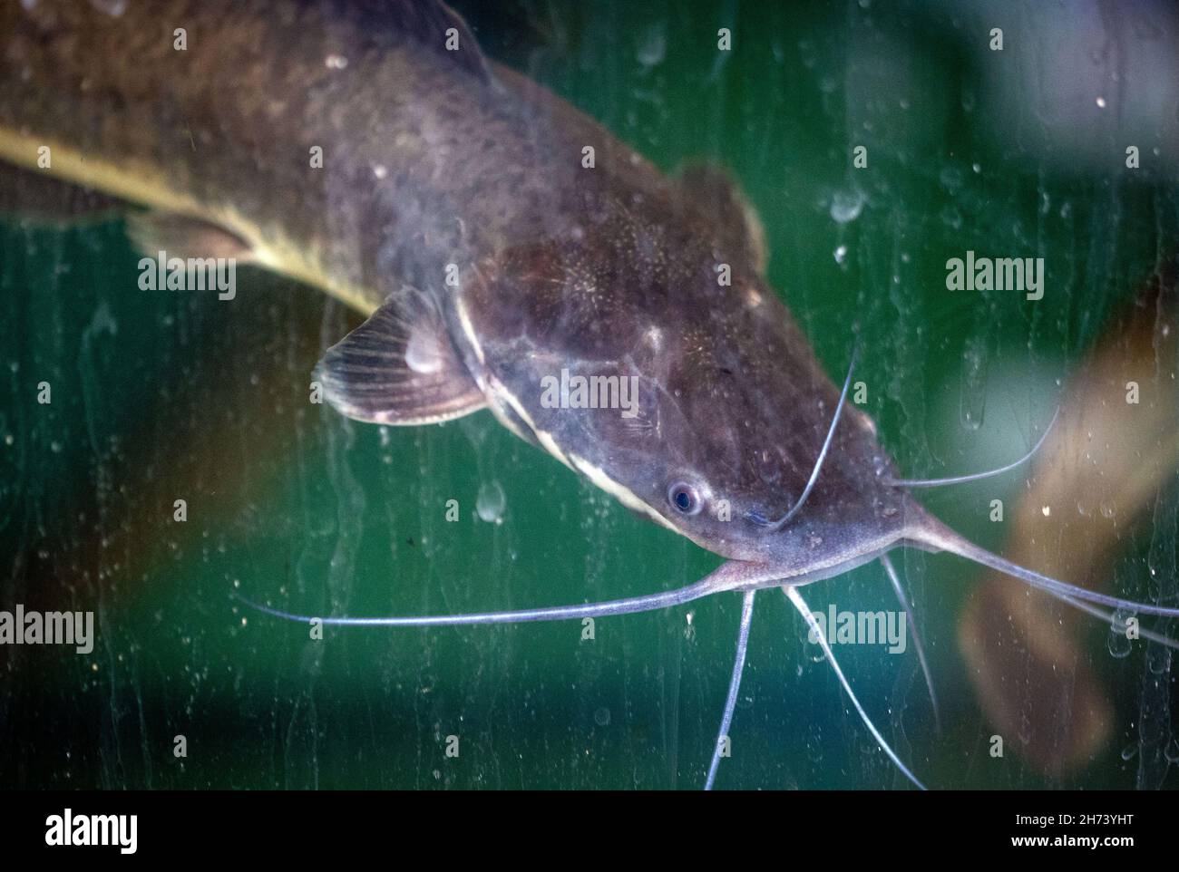 Rostock, Germany. 18th Oct, 2021. African catfish swim in a water basin in  a research facility for aquaculture at the Faculty of Agricultural and  Environmental Sciences at the University of Rostock. In