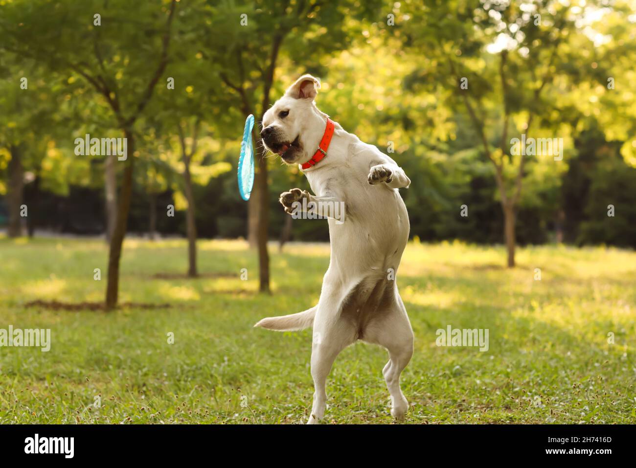 Labrador frisbee best sale