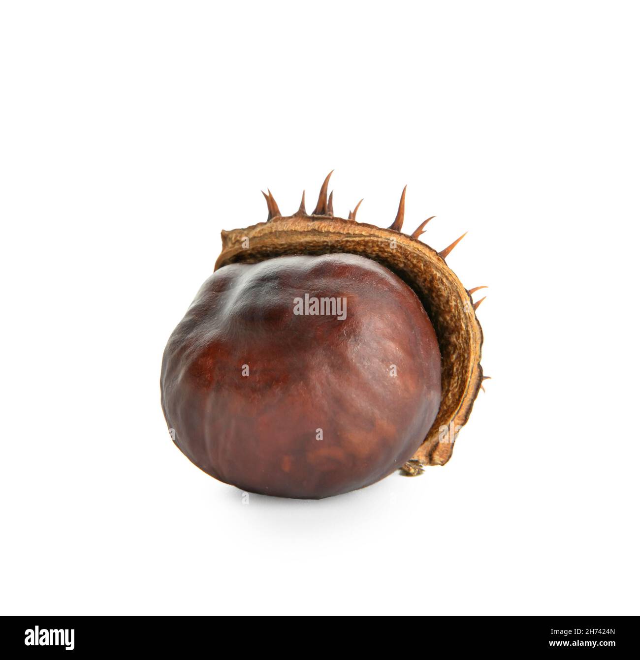 Autumn chestnut isolated on white background Stock Photo - Alamy