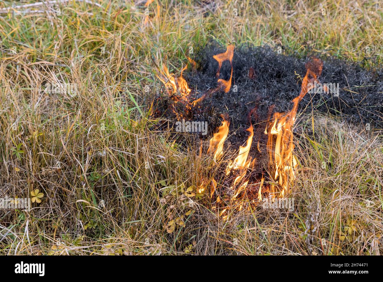 Nature in danger disaster the air pollution ecological problem with burning meadow field wild open fire destroys grass on a field Stock Photo