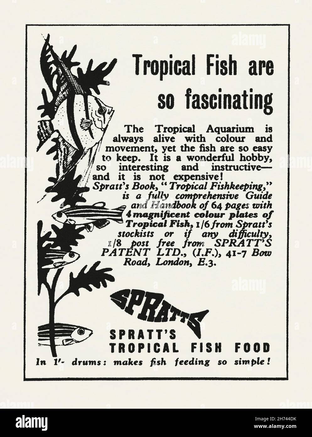 A 1950s advert for Spratt’s Tropical Fish Food. The advert appeared in a magazine published in the UK in May 1953. It also promotes a book on keeping fish as a hobby. Spratt's was the world's first large-scale manufacturer of dog biscuits. Its ‘Meat Fibrine Dog Cake’ was the brainchild of American entrepreneur James Spratt who launched the biscuit in London around 1860. The company began operations in the United States of America in the 1870s. It expanded into all kinds of pet and livestock products – vintage 1950s graphics for editorial use. Stock Photo