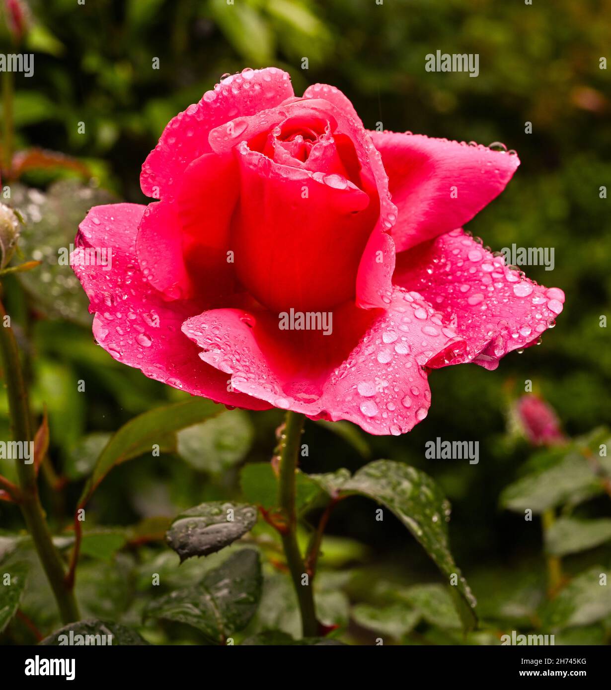 Beautiful scented rose named Elbflorenz  with water drops. Botanical Garden, KIT Karlsruhe, Germany, Europe Stock Photo