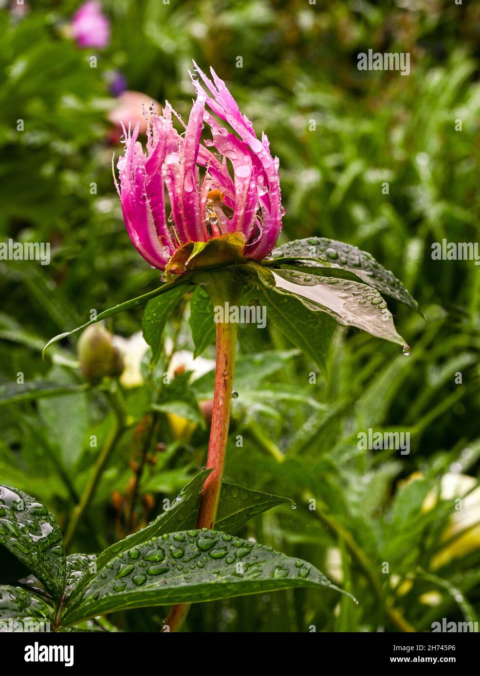 Beautiful peonies bloom with water drops. Botanical Garden, KIT Karlsruhe, Germany, Europe Stock Photo