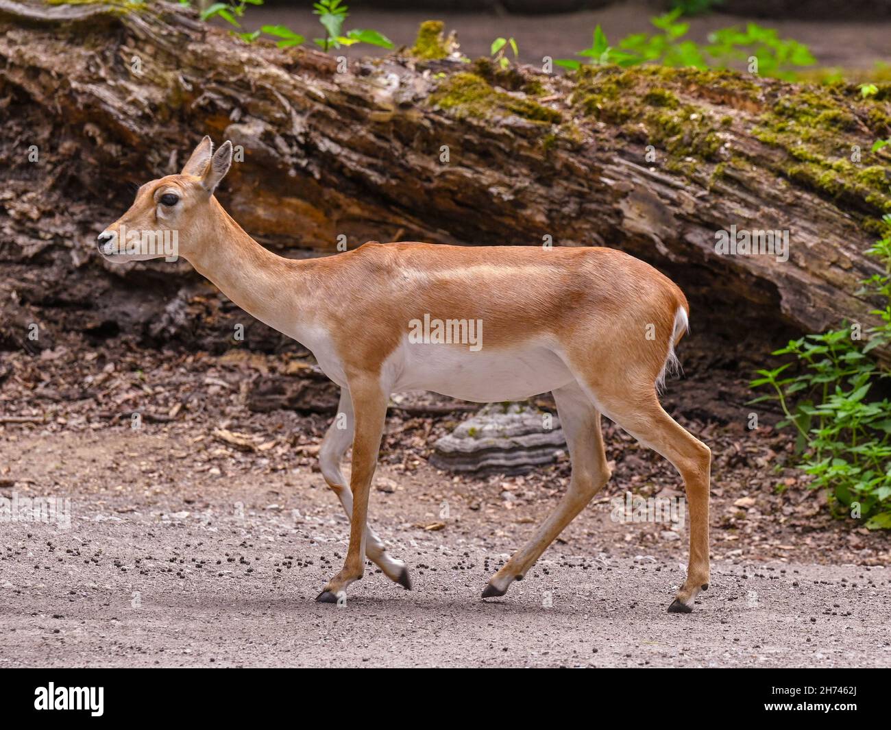 Blackbuck at the forest edge. Karlsruhe, Baden Wuerttemberg, Germany ...