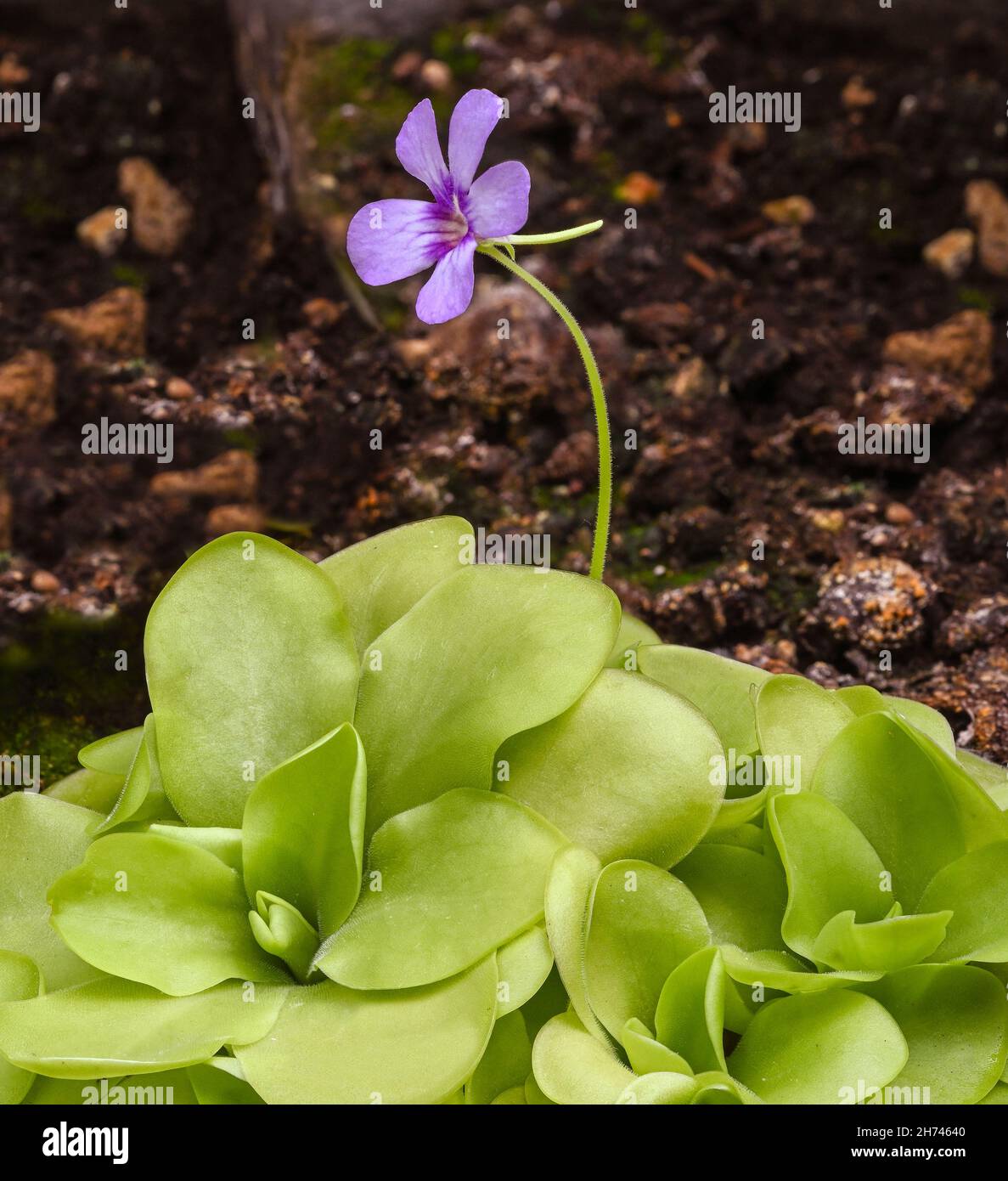 Blossom and leaves of a mexican butterwort (Pinguecula esseriana). Botanical Garden, KIT Karlsruhe, Germany, Europe Stock Photo