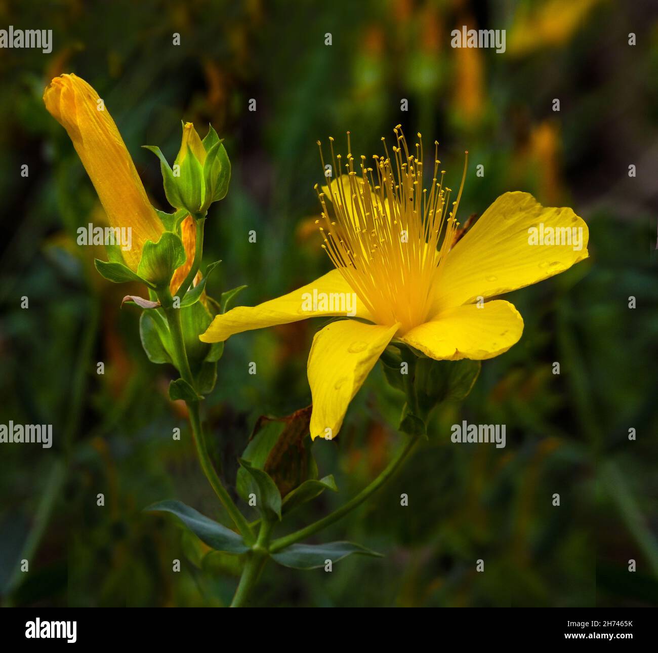 St. John‘s wort (coris l., clusiaceae), flowers, yellow. Botanical Garden, Frankfurt, Germany, Europe Stock Photo