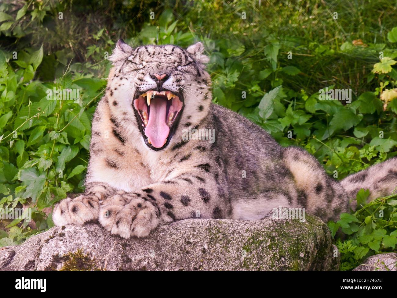 Snow leopard (Uncia uncia) is bored Stock Photo