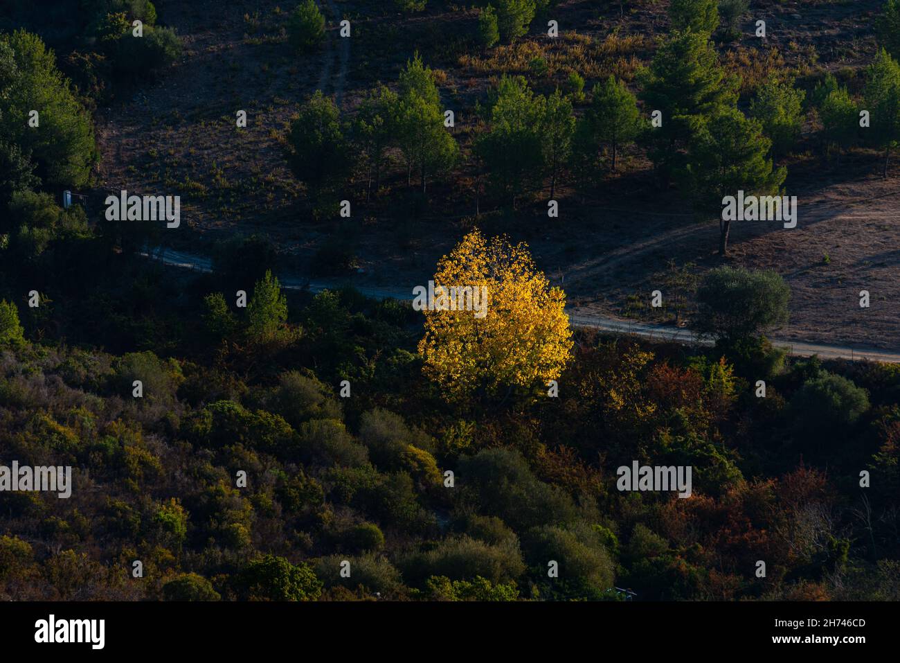 autumn lanscape in corsica france showing one yellow tree standing out against the green background . concept stand out from the crowd , Stock Photo