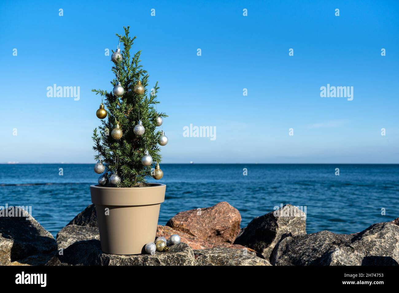 A small Chinese tree in a pot with decorations on granite stones by the sea. Juniper stricta. Eco Christmas concept. Copy space Stock Photo
