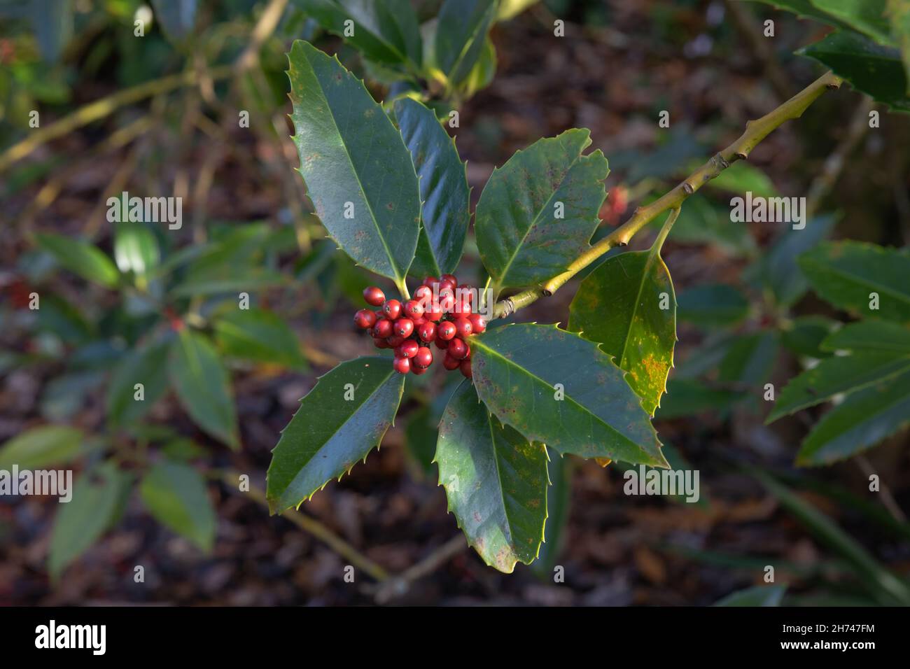 Berries and leaves of the ilex x koehneana, the chestnut leave holly, isolated against against the background Stock Photo