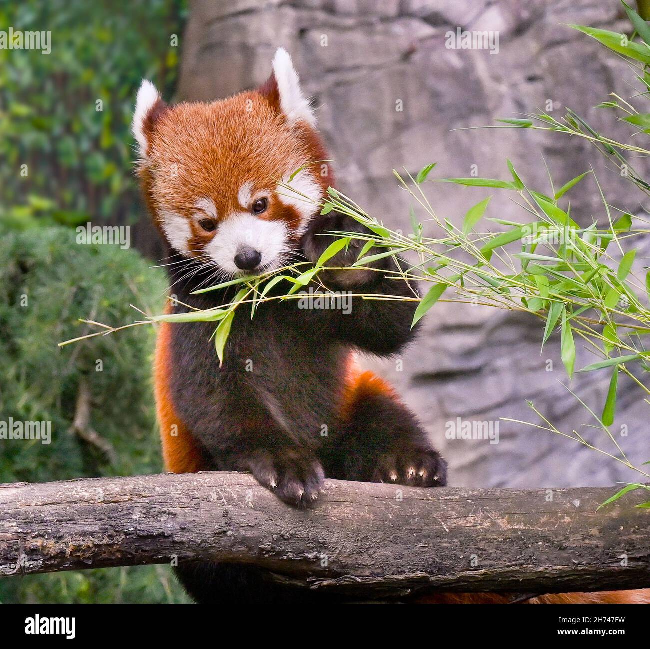 Barmhjertige Arving gennemførlig Red panda is enjoying his favorite food, bamboo Stock Photo - Alamy