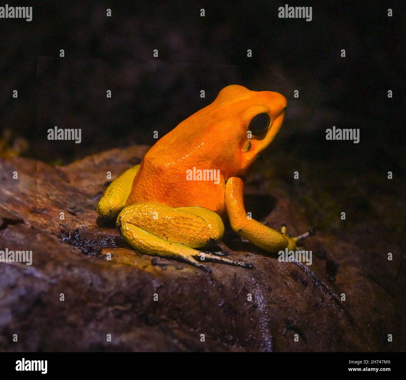 Golden poison dart frog (Phyllobates terribilis). Tropical frog living ...