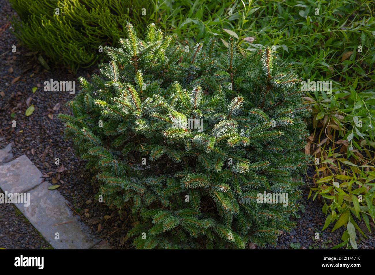 Picea sitchensis tenas the sitka spruce, a compact small plant with a tight habit and nice silvery green needles Stock Photo