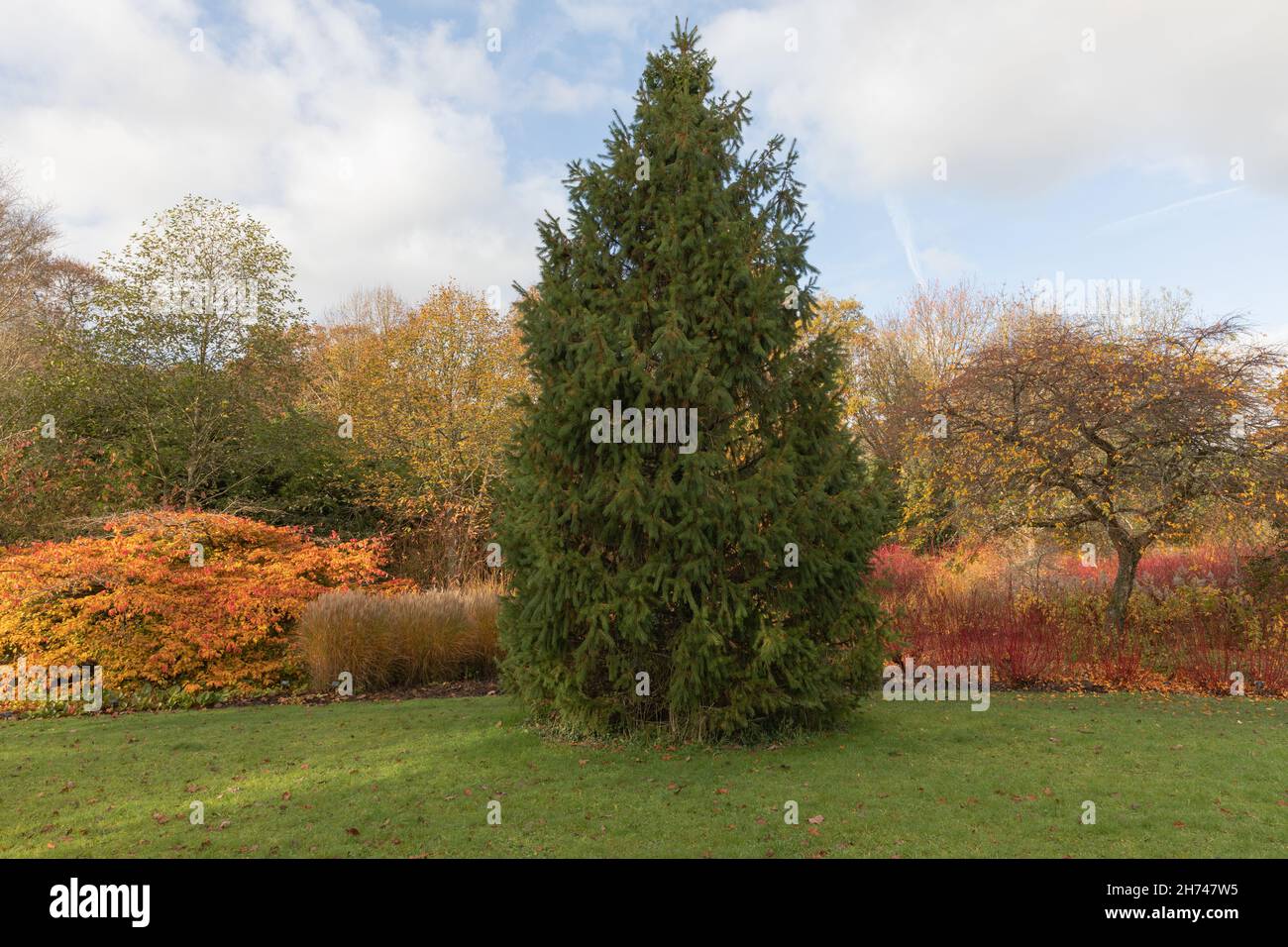 Conifer tree picea smithiana, the morinda or west himalayan  spruce Stock Photo