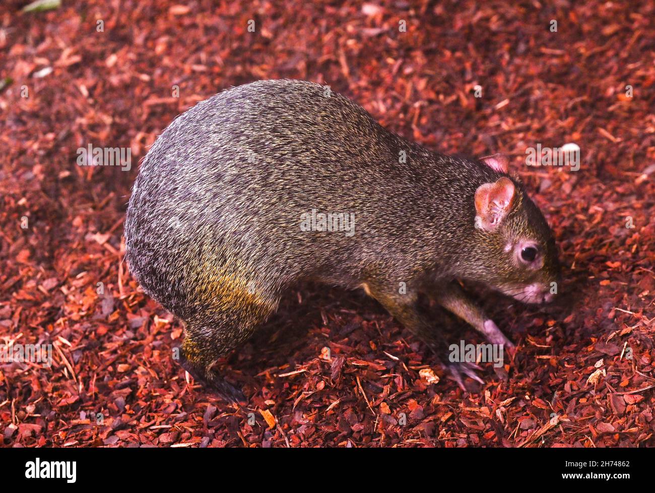 Azara´s agouti Dasyprocta azarae, single mammal on floor Stock Photo