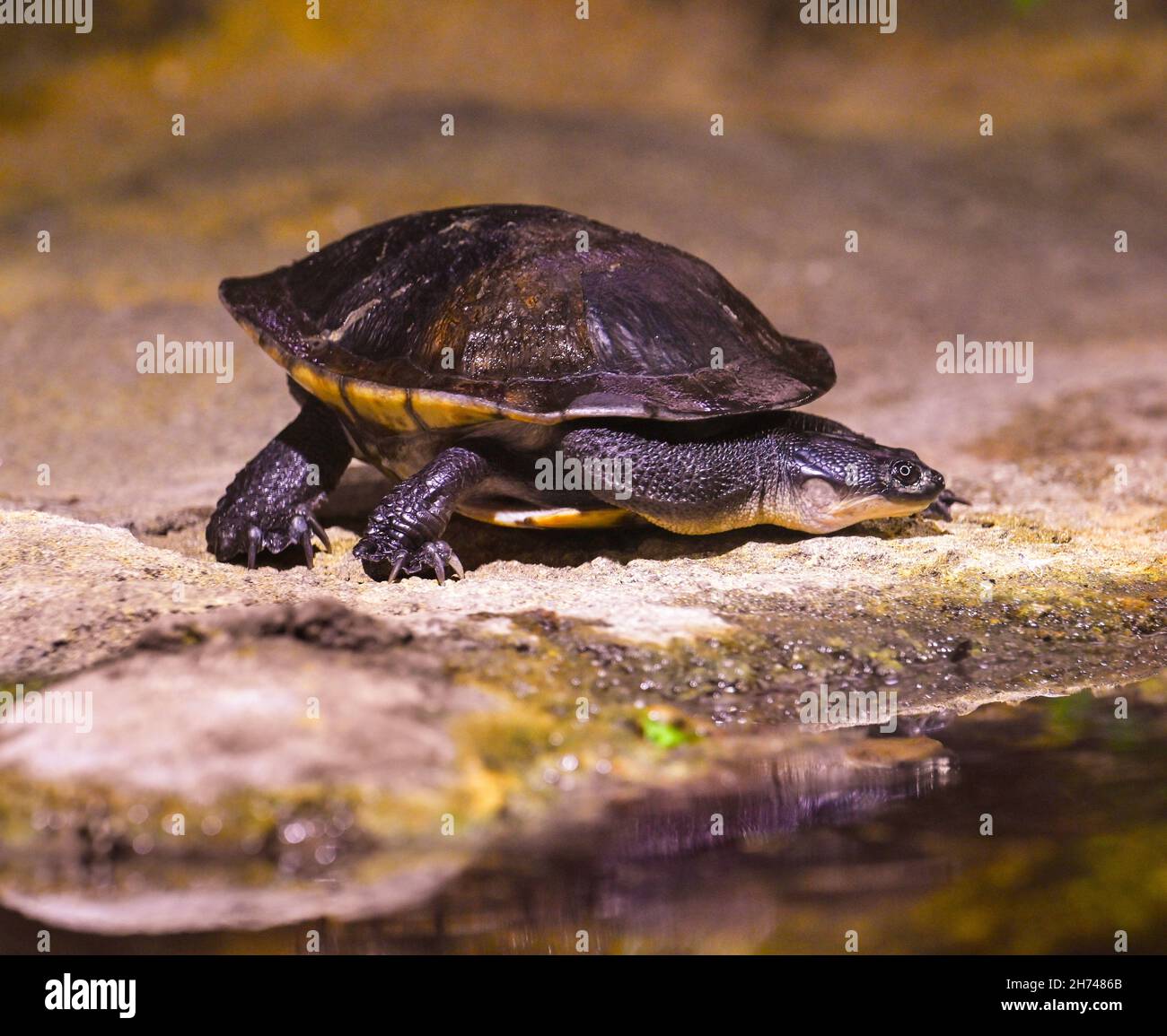 Roti Island snake-necked turtle / McCord‘s snakeneck turtle (Chelodina mccordi) on the ground Stock Photo