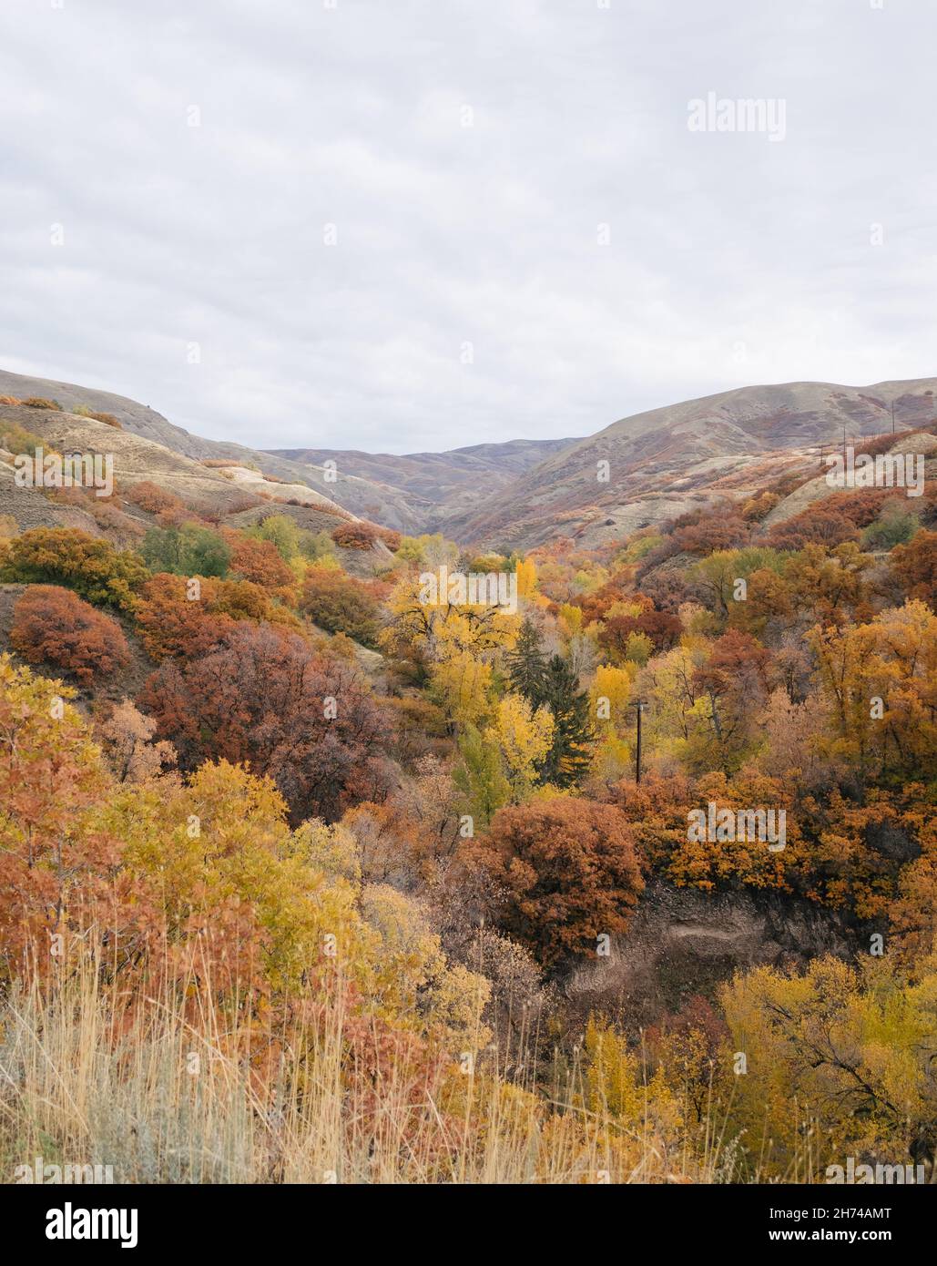 Vertical shot forest landscape hi-res stock photography and images - Alamy