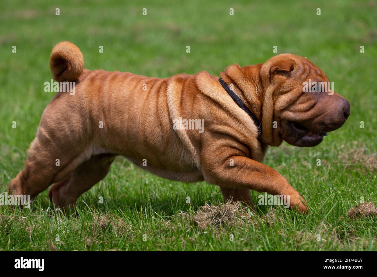 Shar Pei puppy running free Stock Photo - Alamy