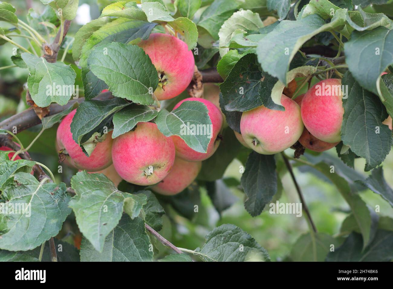 red and yellow apples on a tree Stock Photo