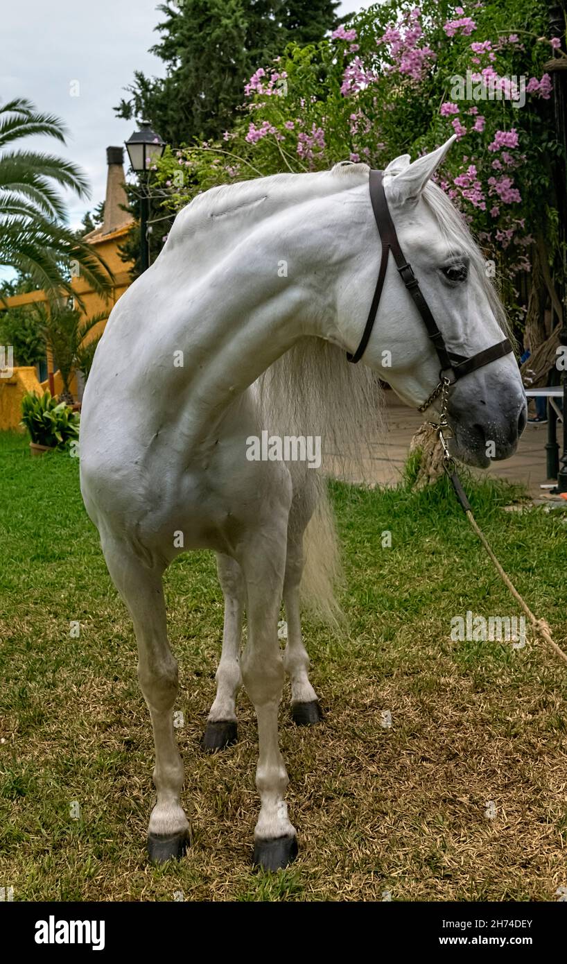 Purebred andalusian horse hi-res stock photography and images - Alamy