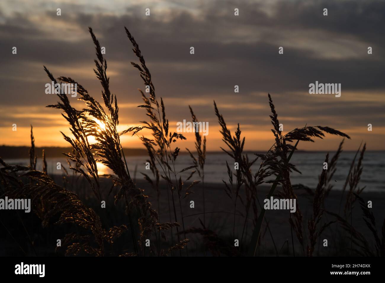 Reed grass silhouette closeup against cloudy sunset on Baltic coast Stock Photo