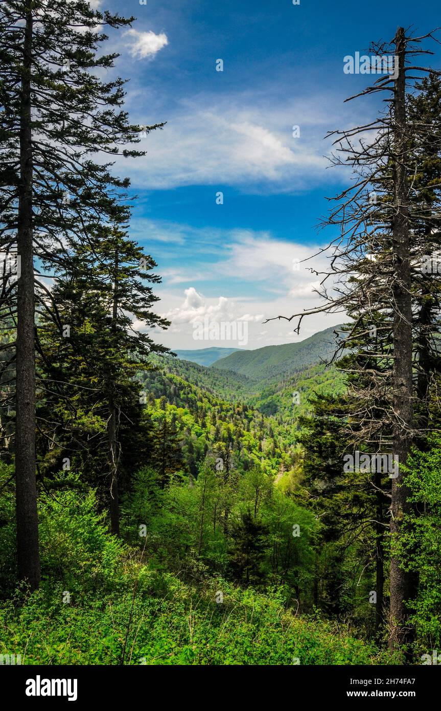 Beautiful scene of green trees in the forest and blue sky with white ...