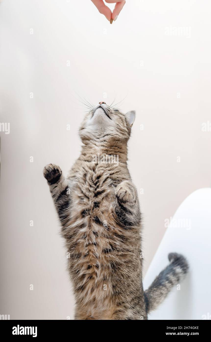 Large tabby cat stands on its hind legs. Feeding Stock Photo Alamy