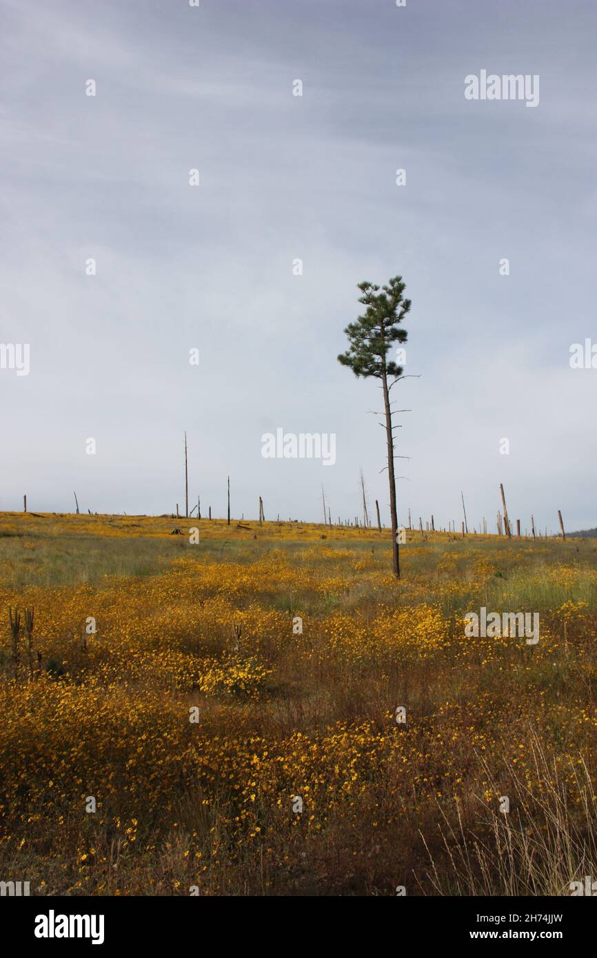 Weak, lonely pine tree standing solo in meadow of golden wildflowers Stock Photo