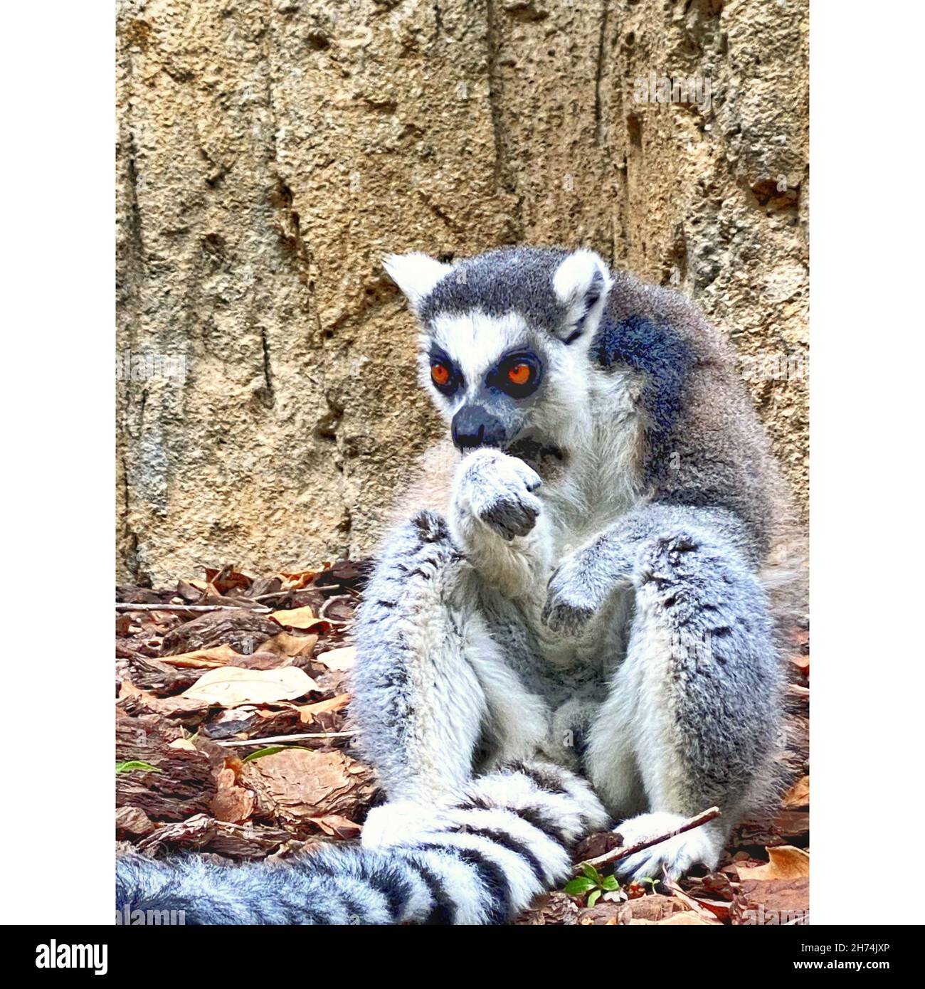 Vertical shot of a Feline lemur with red eyes in the zoo Stock Photo - Alamy