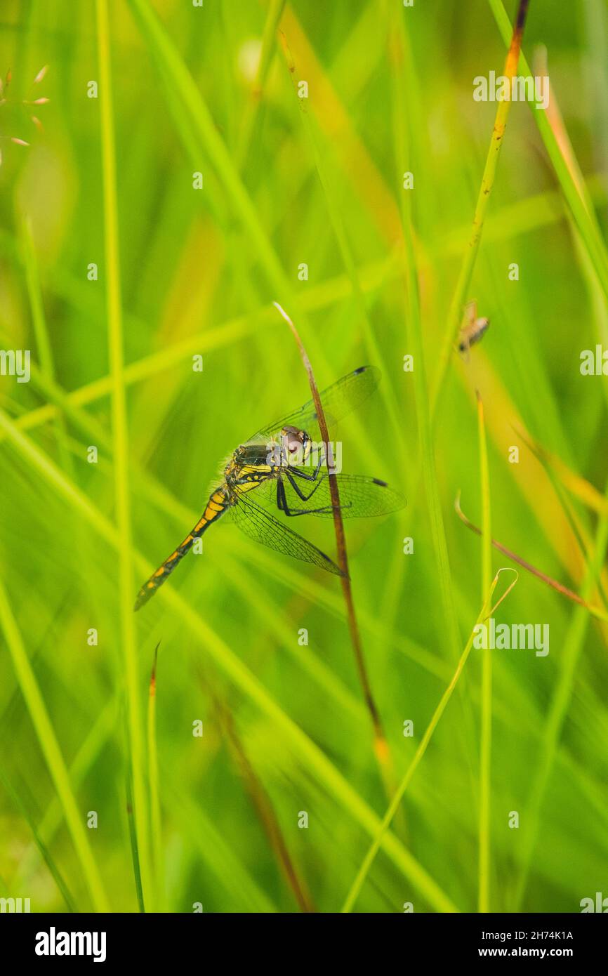 Vertical closeup shot of a Dragonfly on the grass in the green field ...