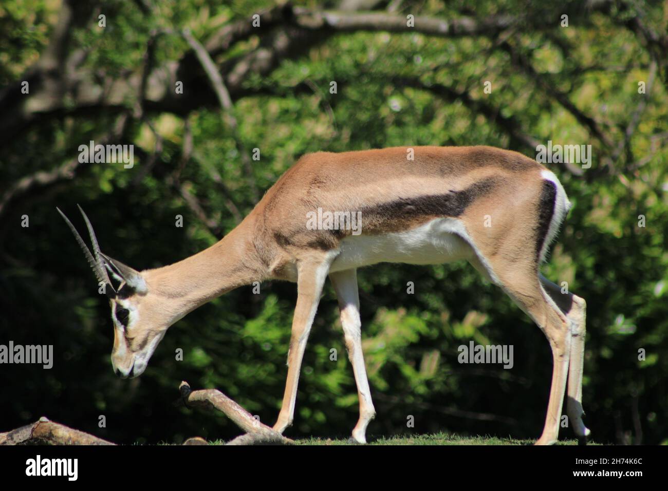 Thomsons gazelle walking hi-res stock photography and images - Alamy